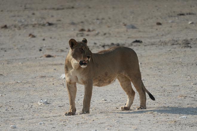 Etosha National Park Accommodation