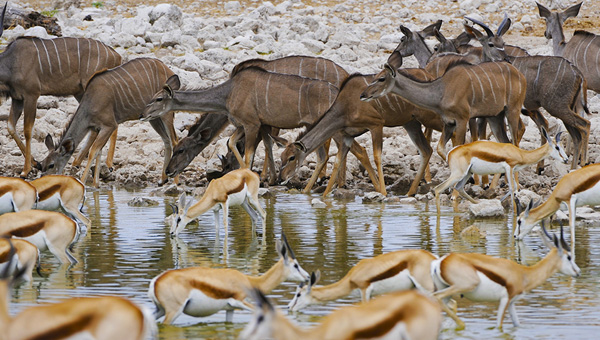 Etosha National Park Accommodation